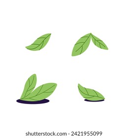 Green tea leaves. Foliage for herbal drink. Herbs for Chinese beverage. Crop of mint, spearmint. Healthy pharmacy plants. Floral elements, signs. Flat isolated vector illustration on white background
