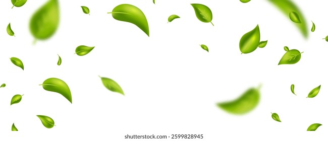 Green tea leaves frame. Natural vivid plants. Leaf flying. Wave foliage ornament. Vegan, eco, organic design element. Cosmetic pattern border. Beauty product. Fresh herbal. Vector illustration.
