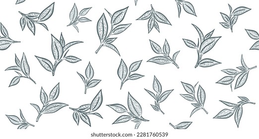 Green tea leaves. Hand drawn, vector.	