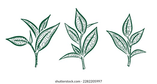 Green tea leaves. Hand drawn, vector.	