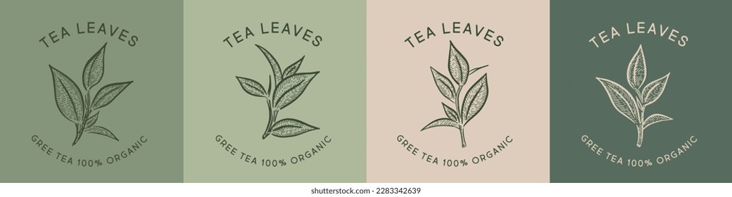 Green tea leaves, Hand drawn illustrations, vector.	