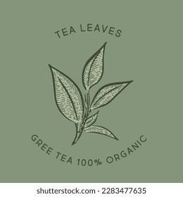 Hojas de té verde. Dibujado a mano, vector.	