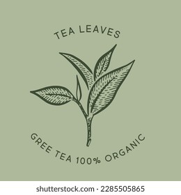 Green tea leaves. Hand drawn, vector.	
