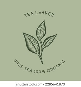 Hojas de té verde. Dibujado a mano, vector.	