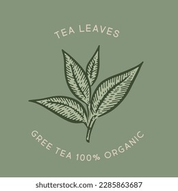 Green tea leaves. Hand drawn, vector.	