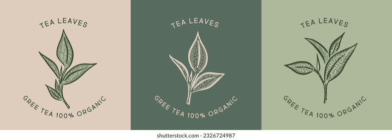 Green tea leaves. Hand drawn, vector.	