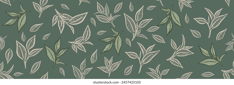 Hojas de té verde. Dibujado a mano, Vector.