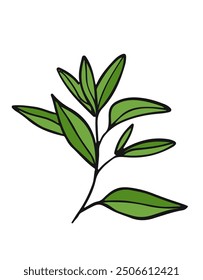 Green tea leaves. Hand drawn illustration of branch. 
