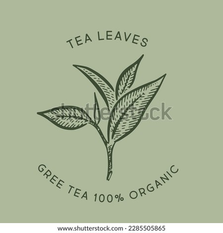 Green tea leaves. Hand drawn, vector.	
