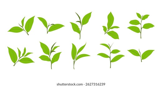 Green Tea Leaves Illustration Collection