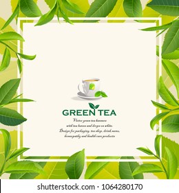 Green tea leaves manu and postcard vector nature background, natural cosmetics and health care products, With place for text, with leaf natural illustration.