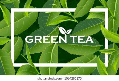 Green tea leaves manu and postcard vector nature background. Green tea background with leaf natural illustration.