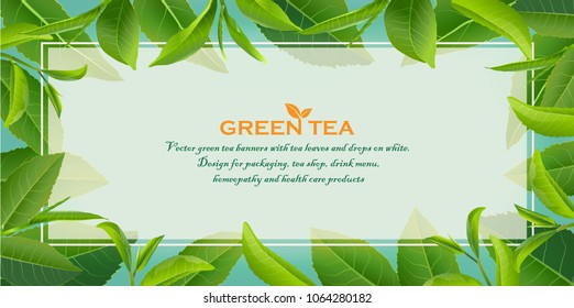 Green tea leaves manu and postcard vector nature background, natural cosmetics and health care products, With place for text, with leaf natural illustration.