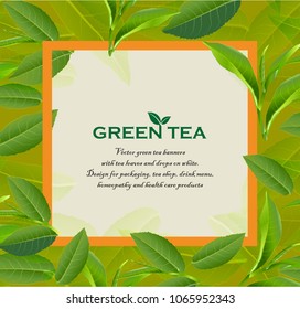 Green tea leaves manu and postcard vector nature background, natural cosmetics and health care products, With place for text, with leaf natural illustration.