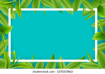 Green tea leaves manu and postcard vector nature background, natural cosmetics and health care products, With place for text, with leaf natural illustration.