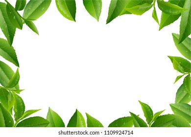 Green tea leaves manu and postcard vector nature background, natural cosmetics and health care products, With place for text, with leaf natural illustration.