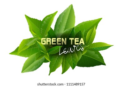 Green tea leaves manu and postcard vector nature background, natural cosmetics and health care products, With place for text, with leaf natural illustration.