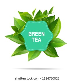 Green Tea Leaves Manu Postcard Vector Stock Vector (Royalty Free ...