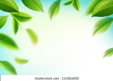 Green tea leaves manu and postcard vector nature background, natural cosmetics and health care products, green tea motion brochure, banner, poster, vector illustration.