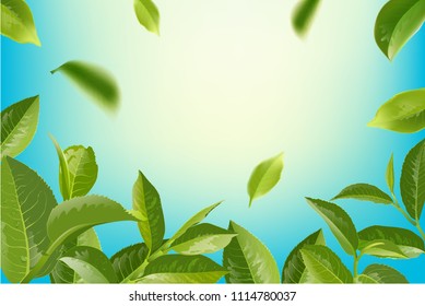 green tea leaves in motion on sky background. Element for design, advertising, packaging of tea products Vector illustration.