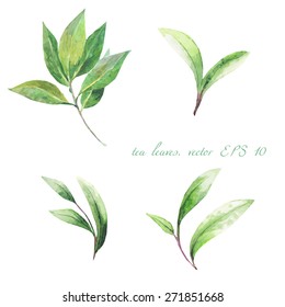 green tea leaves on a white background. vector. watercolor.