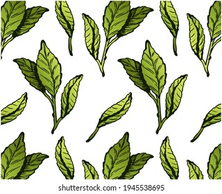 Grüne Teeblättermuster einzeln auf weißem Hintergrund. Skizze handgezeichnete Tapete aus Matcha-Teeblatt. Botanisch, asiatisch, biologisch, pflanzlich, garten, linienkunst, umrissen. Vektorgrafik