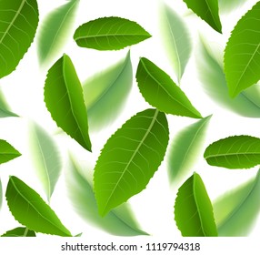 Green tea leaves seamless and postcard vector nature background, natural cosmetics and health care products, With place for text, with leaf natural illustration.