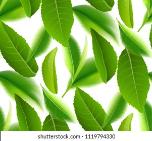 Green tea leaves seamless and postcard vector nature background, natural cosmetics and health care products, With place for text, with leaf natural illustration.