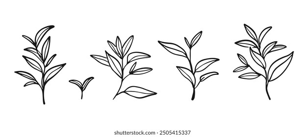 Conjunto de hojas de té verde. Dibujado a mano ilustración. Delinea los brunches. Gráfico de Vector floral. 