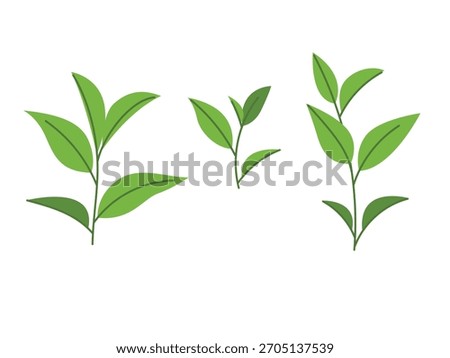 Green tea leaves, set of hand drawn green tea, matcha