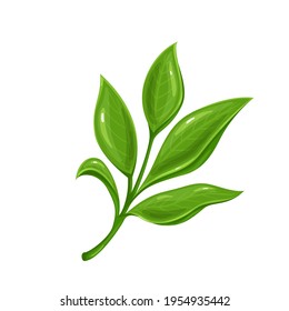 Green tea leaves. Tea sprig vector illustration.