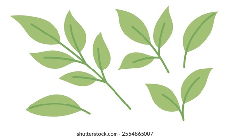 Green tea leaves and sprouts. Sprig of green tea, tea leaf, matcha tea. Flat Vector illustration isolated on white background 