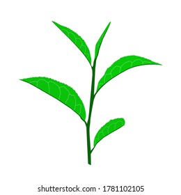 green tea with leaves vector design isolated white
