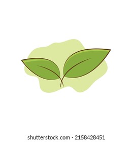 Green tea leaves vector illustration.