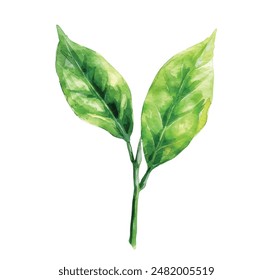 Green Tea Leaves. Vector illustration isolated on white background