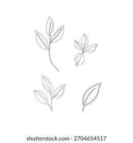 Hojas de té verde Ilustración vectorial. Diseño Botánico de Hoja de Té Mínimo. Vector de contorno de hojas de retoño de té. Colección de hojas de té de hierbas frescas.