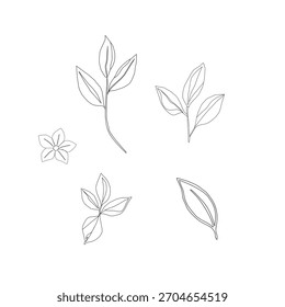 Hojas de té verde Ilustración vectorial. Diseño Botánico de Hoja de Té Mínimo. Vector de contorno de hojas de retoño de té. Colección de hojas de té de hierbas frescas.