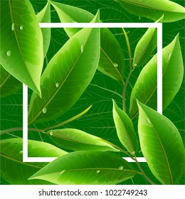 Green tea leaves vector nature background. Green tea background with leaf natural illustration.