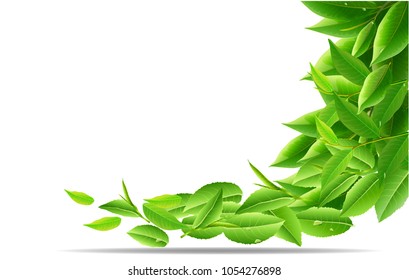 Green tea leaves vector nature background. Green tea seamless background with leaf natural illustration.