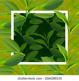 Green tea leaves vector nature background. Green tea background with leaf natural illustration.