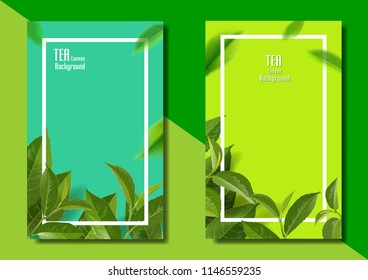 Green tea leaves vector nature background. Green tea background with leaf natural illustration.