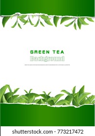 Green tea leaves vector nature background. Green tea background with leaf natural illustration.
