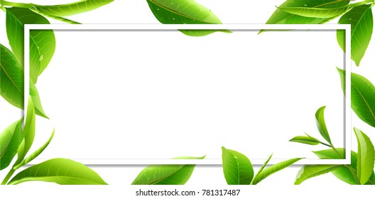 Green tea leaves vector nature background. Green tea background with leaf natural illustration.