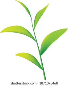 Green Tea Leaves Vector with white background 