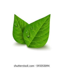 Green tea leaves with water drops isolated on white background. Morning dew, fresh spring foliage. Vector illustration.  svg