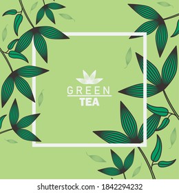 green tea lettering poster with leafs and square frame vector illustration design