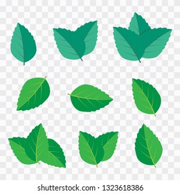 Green tea, mint or tree leaf nature. Mint leaf vector illustration