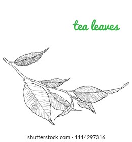 Green tea plant, leaf. Hand drawn sketch vector illustration. branch organic lineart. Chinese Green tea, hot drink. Black leaf on white background.