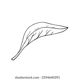 Green tea plant, leaf. Hand drawn botanical illustration. Hot drink. Black leaf on white background.