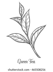 Green tea plant, leaf. Hand drawn sketch vector illustration. Floral branch organic lineart. Chinese Green tea, hot drink. Black leaf on white background.